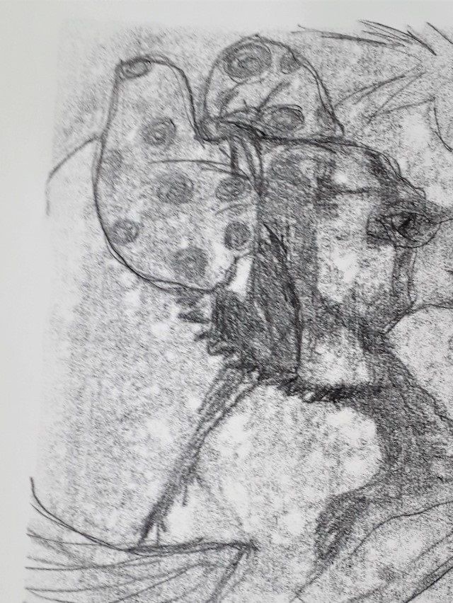 Monotype 2019